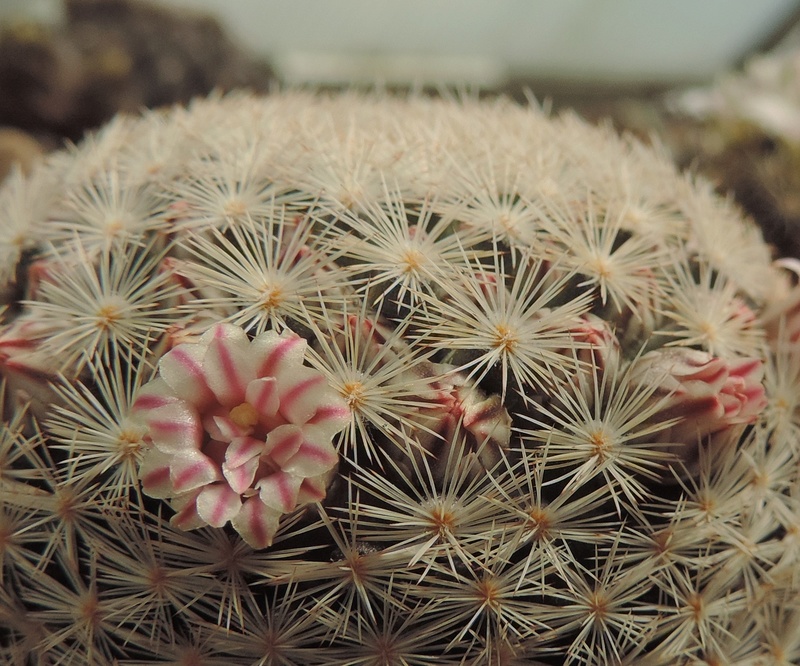 Cacti and Sukkulent in Köln, every day new flowers in the greenhouse Part 191 Bild2033