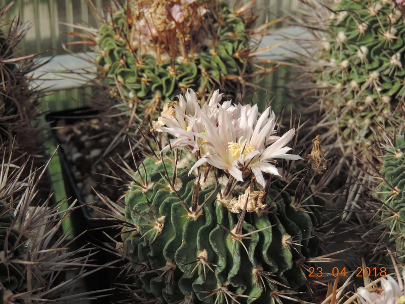 Cacti and Sukkulent in Köln, every day new flowers in the greenhouse Part 192 Bild2086
