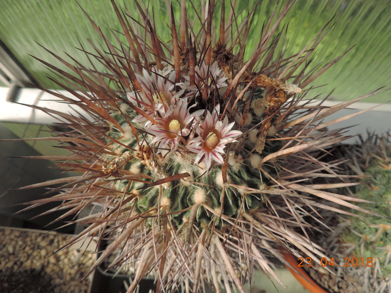 Cacti and Sukkulent in Köln, every day new flowers in the greenhouse Part 192 Bild2093