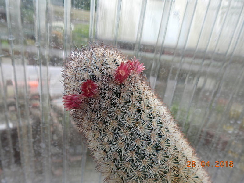 Cacti and Sukkulent in Köln, every day new flowers in the greenhouse Part 193 Bild2138