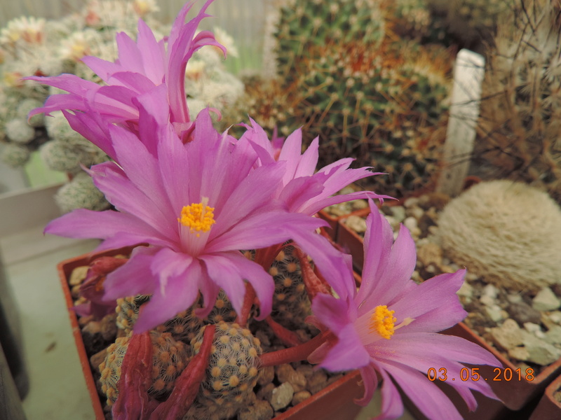 Cacti and Sukkulent in Köln, every day new flowers in the greenhouse Part 193 Bild2236