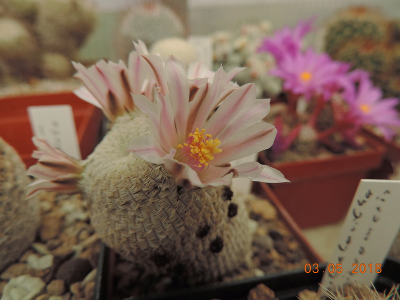 Cacti and Sukkulent in Köln, every day new flowers in the greenhouse Part 193 Bild2241