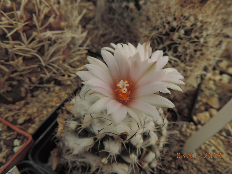 Cacti and Sukkulent in Köln, every day new flowers in the greenhouse Part 193 Bild2268