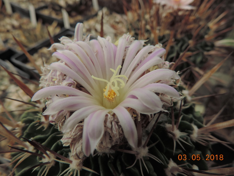 Cacti and Sukkulent in Köln, every day new flowers in the greenhouse Part 193 Bild2274