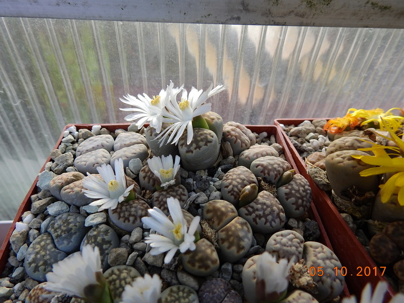 Cacti and Sukkulent in Köln, every day new flowers in the greenhouse Part 178 Bild_100
