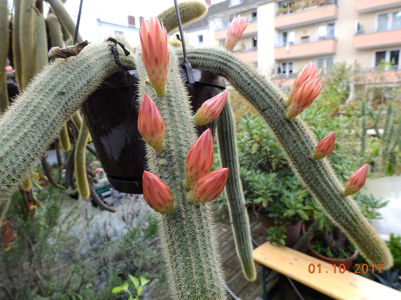 Cacti and Sukkulent in Köln, every day new flowers in the greenhouse Part 177 Bild_130