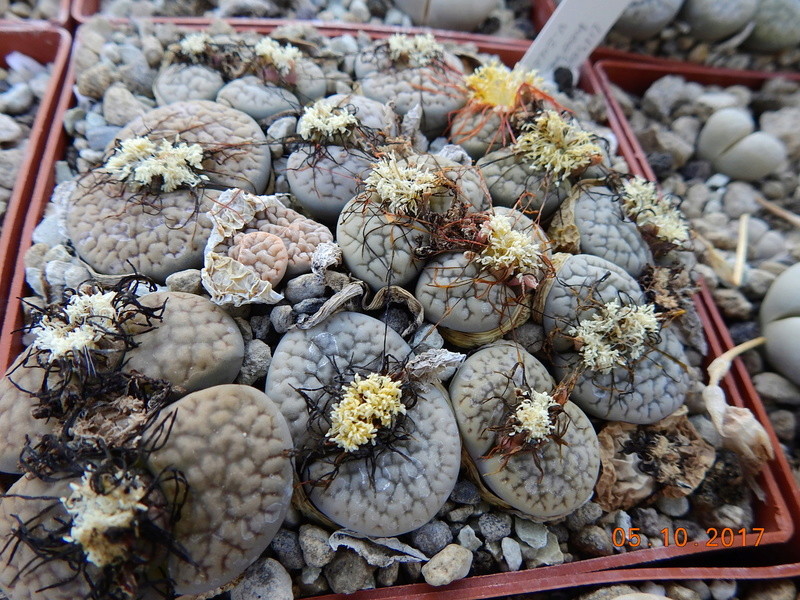 Cacti and Sukkulent in Köln, every day new flowers in the greenhouse Part 178 Bild_205