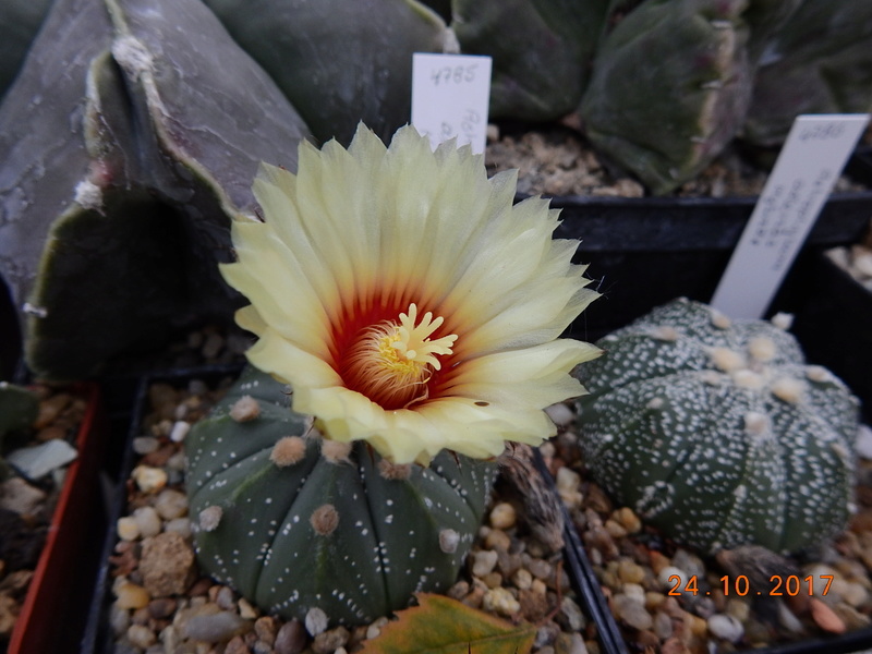 Cacti and Sukkulent in Köln, every day new flowers in the greenhouse Part 178 Bild_209