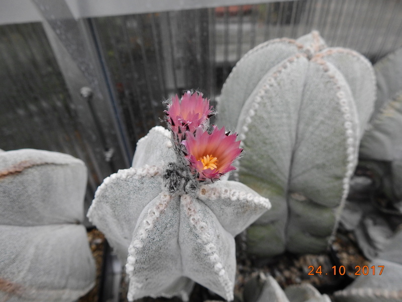 Cacti and Sukkulent in Köln, every day new flowers in the greenhouse Part 178 Bild_215