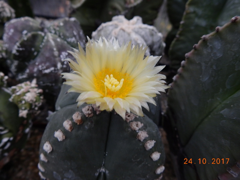 Cacti and Sukkulent in Köln, every day new flowers in the greenhouse Part 178 Bild_216
