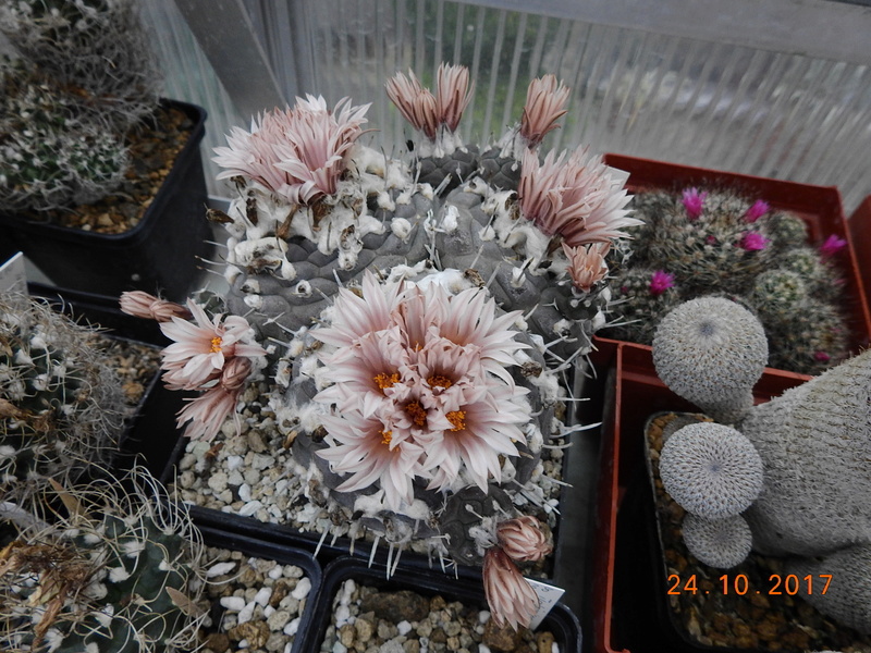 Cacti and Sukkulent in Köln, every day new flowers in the greenhouse Part 178 Bild_224