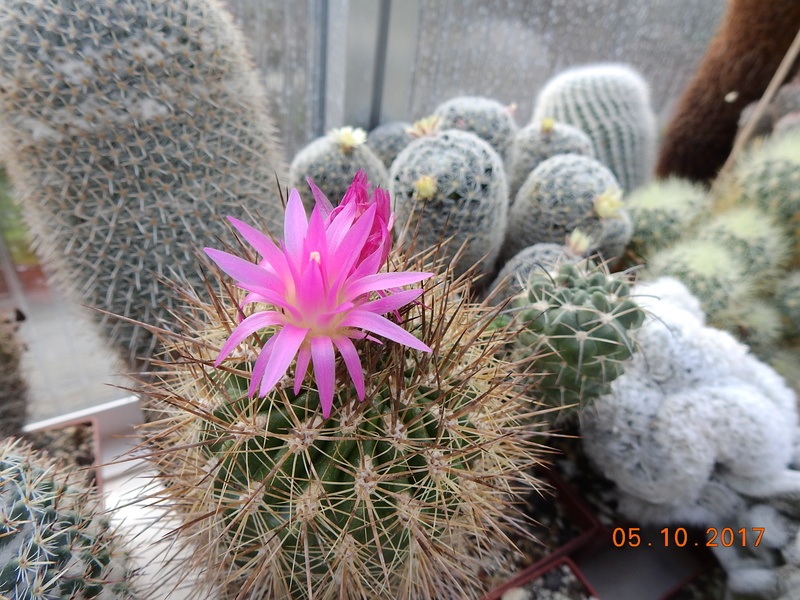 Cacti and Sukkulent in Köln, every day new flowers in the greenhouse Part 178 Bild_235