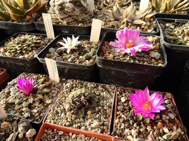 Cacti and Sukkulent in Köln, every day new flowers in the greenhouse Part 178 Bild_242