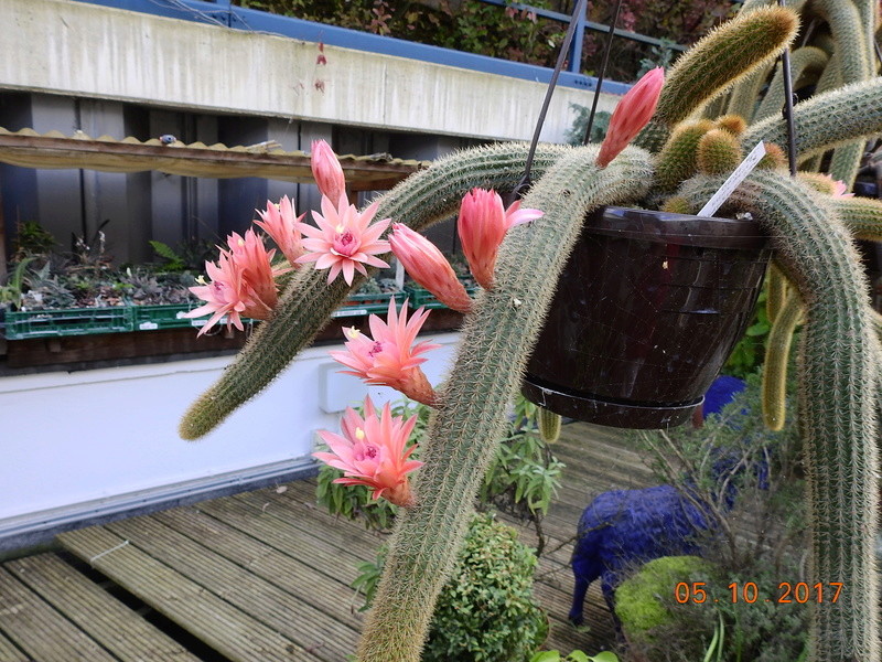 Cacti and Sukkulent in Köln, every day new flowers in the greenhouse Part 178 Bild_244