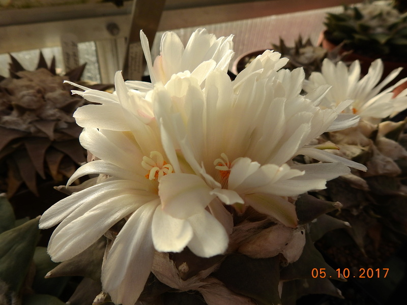 Cacti and Sukkulent in Köln, every day new flowers in the greenhouse Part 178 Bild_247