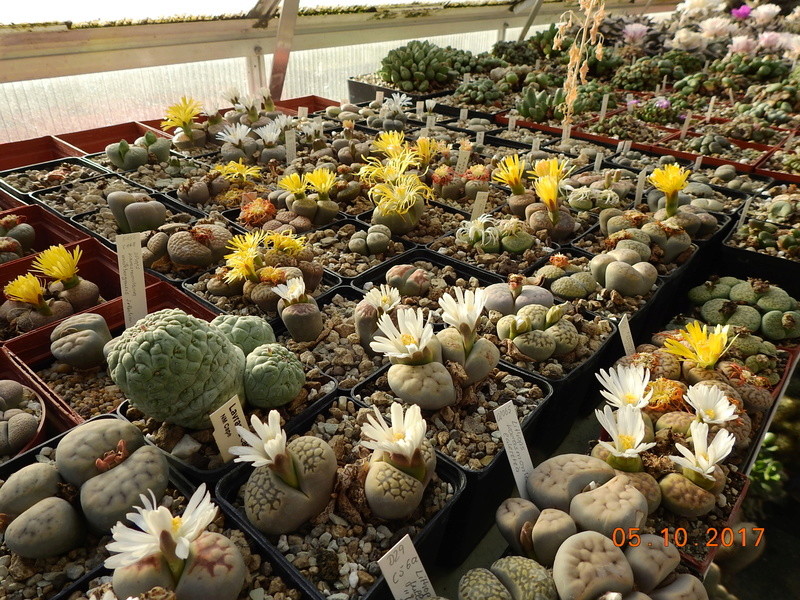 Cacti and Sukkulent in Köln, every day new flowers in the greenhouse Part 178 Bild_262
