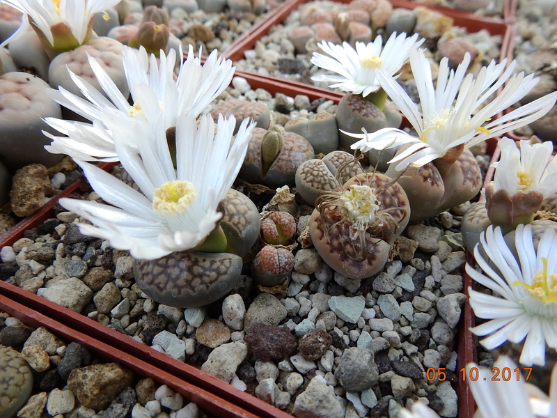 Cacti and Sukkulent in Köln, every day new flowers in the greenhouse Part 178 Bild_263