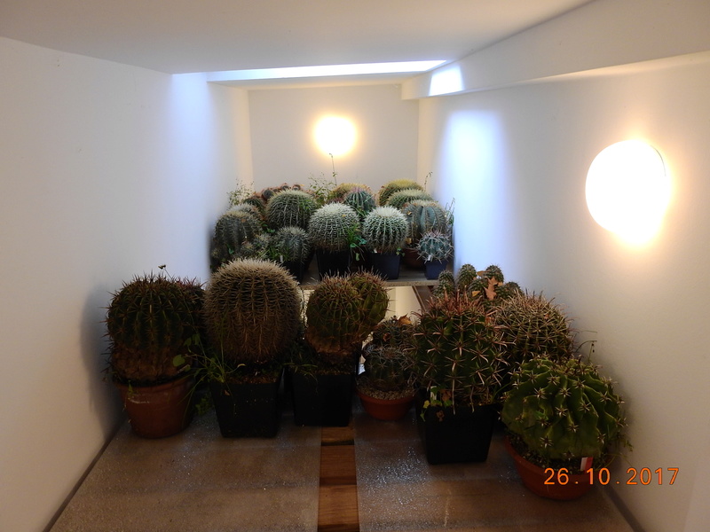 Cacti and Sukkulent in Köln, every day new flowers in the greenhouse Part 178 Bild_268
