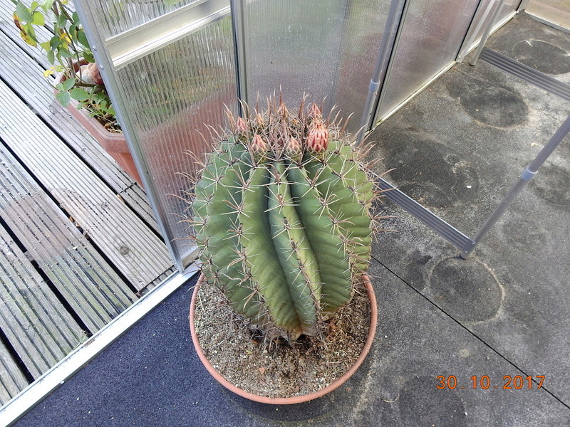 Cacti and Sukkulent in Köln, every day new flowers in the greenhouse Part 178 Bild_289