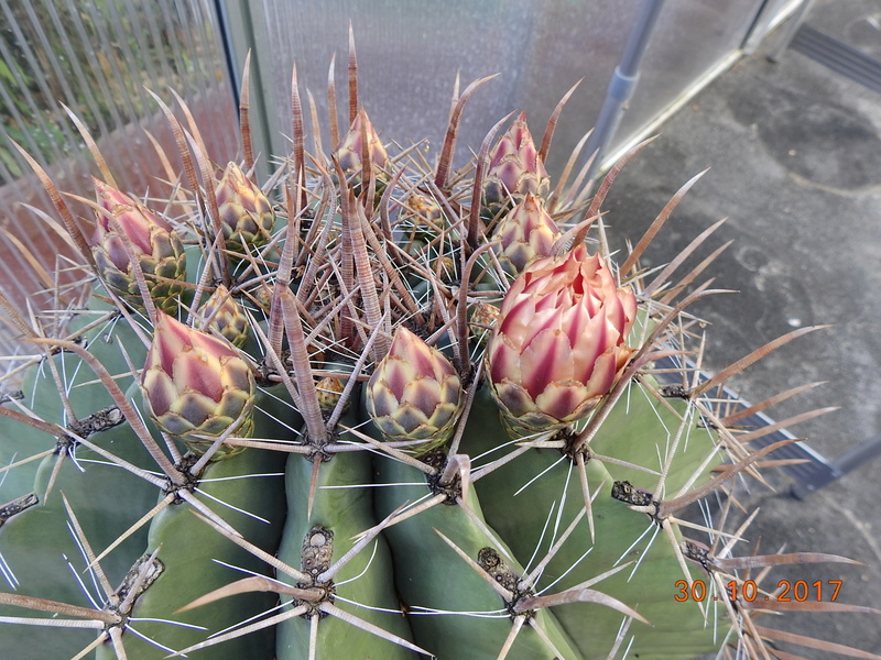 Cacti and Sukkulent in Köln, every day new flowers in the greenhouse Part 178 Bild_290