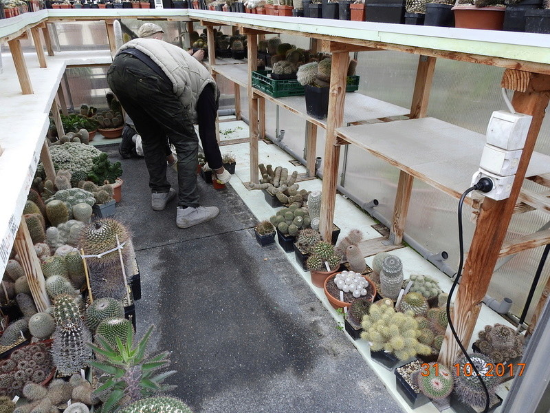 Cacti and Sukkulent in Köln, every day new flowers in the greenhouse Part 179 Bild_299