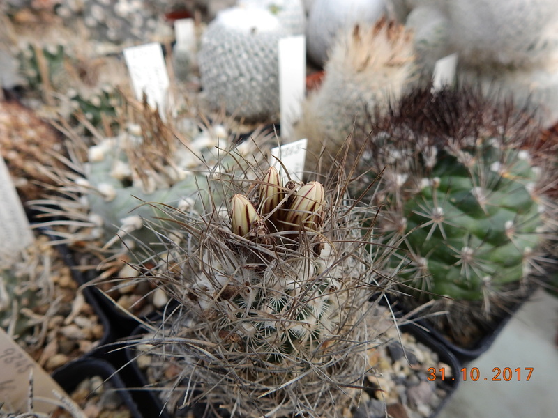 Cacti and Sukkulent in Köln, every day new flowers in the greenhouse Part 179 Bild_317