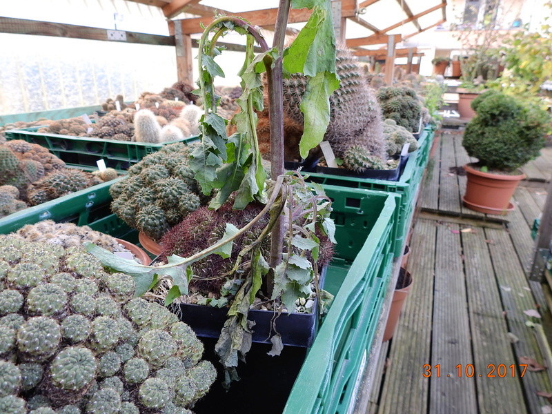 Cacti and Sukkulent in Köln, every day new flowers in the greenhouse Part 179 Bild_320