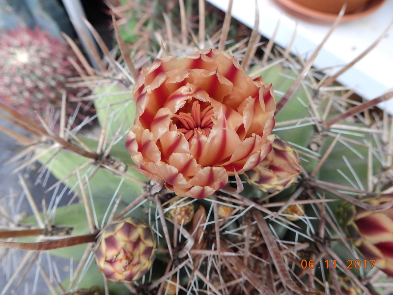 Cacti and Sukkulent in Köln, every day new flowers in the greenhouse Part 179 Bild_340