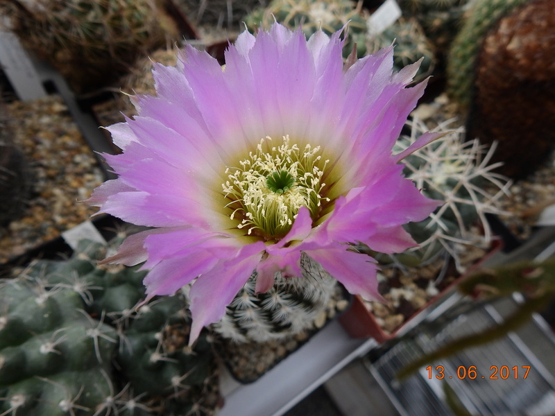 Cacti and Sukkulent in Köln, every day new flowers in the greenhouse Part 179 Bild_360