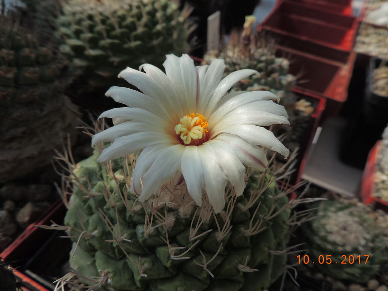 Cacti and Sukkulent in Köln, every day new flowers in the greenhouse Part 179 Bild_420