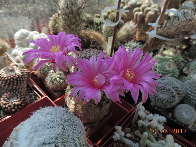 Cacti and Sukkulent in Köln, every day new flowers in the greenhouse Part 179 Bild_421