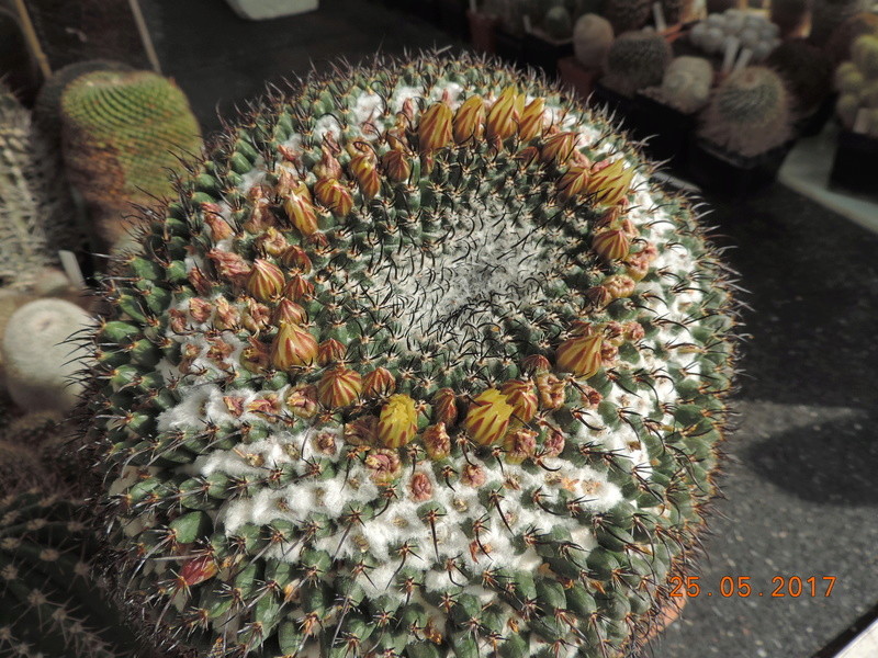 Cacti and Sukkulent in Köln, every day new flowers in the greenhouse Part 180 Bild_445