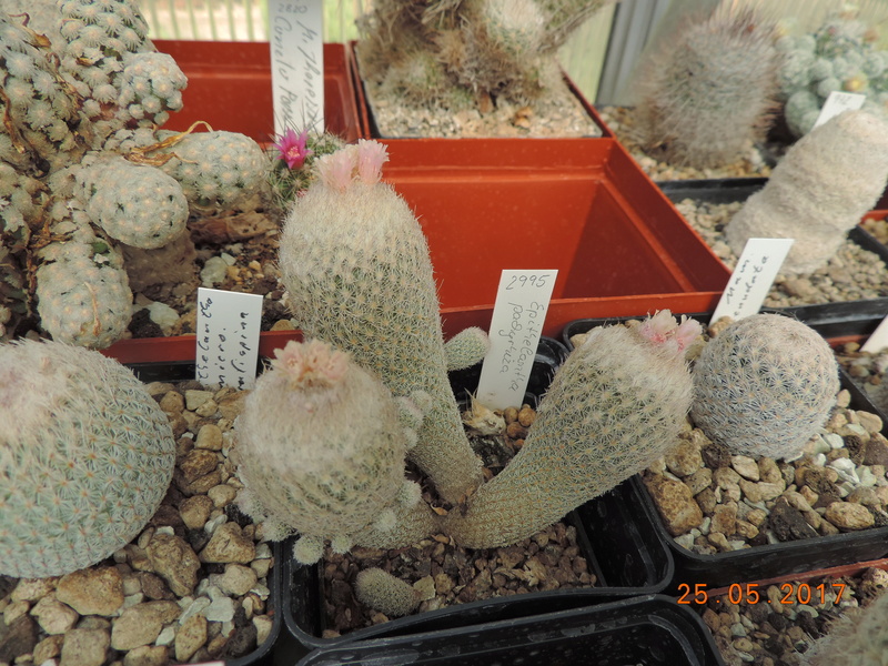 Cacti and Sukkulent in Köln, every day new flowers in the greenhouse Part 180 Bild_458