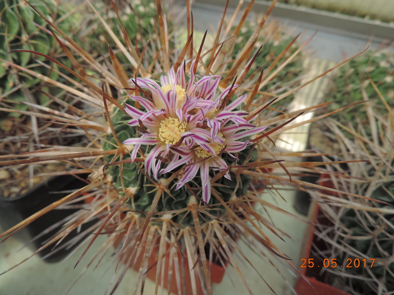 Cacti and Sukkulent in Köln, every day new flowers in the greenhouse Part 180 Bild_475