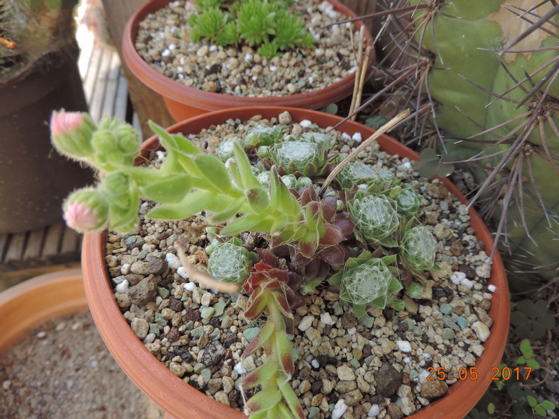 Cacti and Sukkulent in Köln, every day new flowers in the greenhouse Part 180 Bild_548