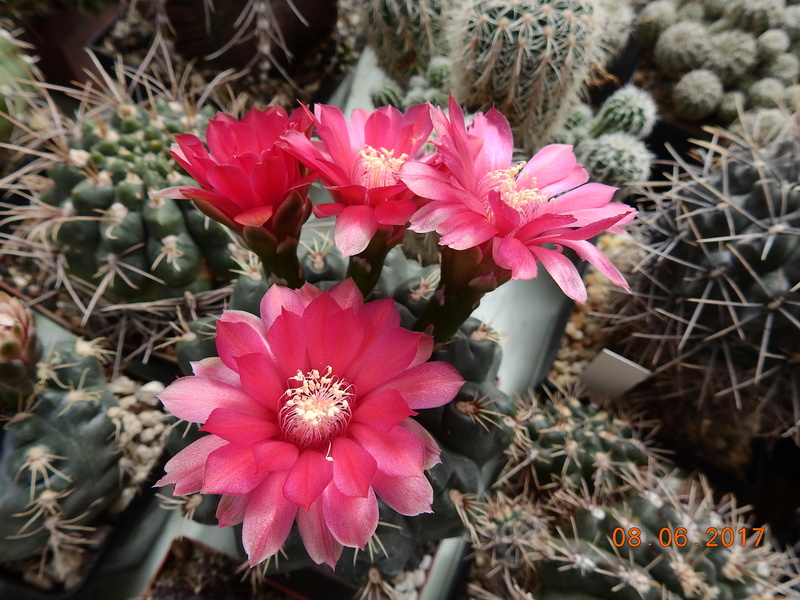 Cacti and Sukkulent in Köln, every day new flowers in the greenhouse Part 180 Bild_577