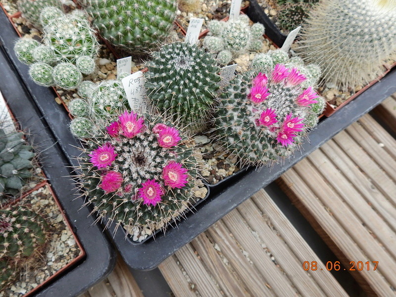 Cacti and Sukkulent in Köln, every day new flowers in the greenhouse Part 180 Bild_584
