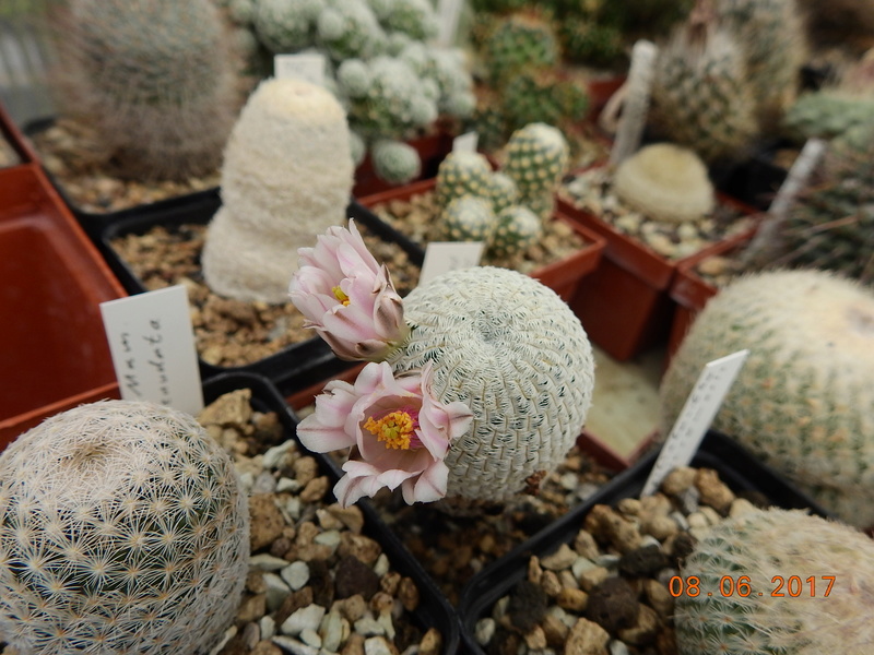 Cacti and Sukkulent in Köln, every day new flowers in the greenhouse Part 180 Bild_596