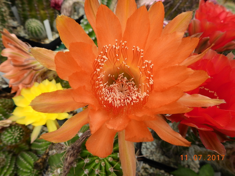 Cacti and Sukkulent in Köln, every day new flowers in the greenhouse Part 181 Bild_664