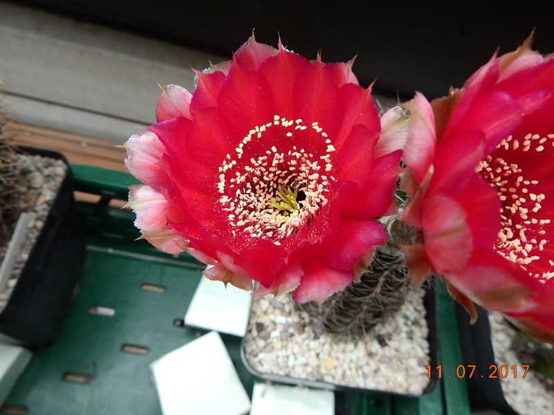 Cacti and Sukkulent in Köln, every day new flowers in the greenhouse Part 181 Bild_666