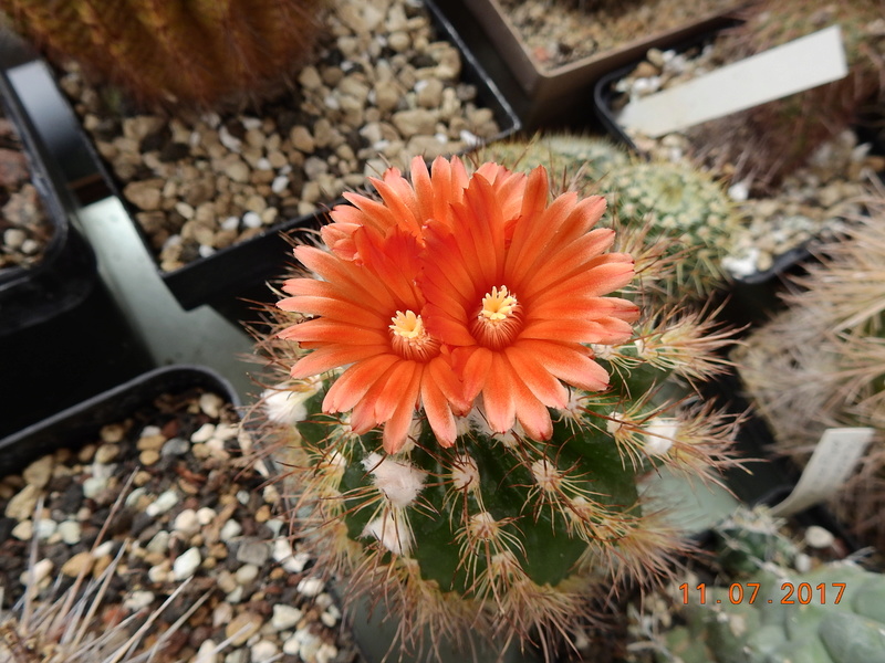 Cacti and Sukkulent in Köln, every day new flowers in the greenhouse Part 181 Bild_672