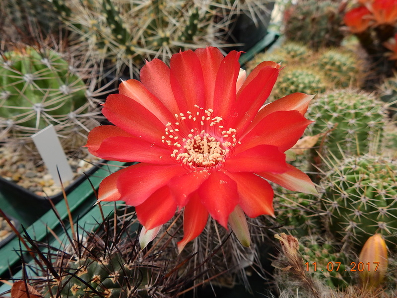 Cacti and Sukkulent in Köln, every day new flowers in the greenhouse Part 181 Bild_681