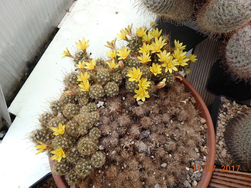 Cacti and Sukkulent in Köln, every day new flowers in the greenhouse Part 181 Bild_693