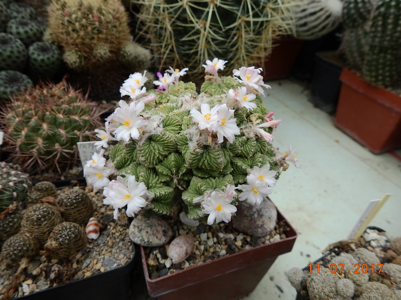 Cacti and Sukkulent in Köln, every day new flowers in the greenhouse Part 181 Bild_703