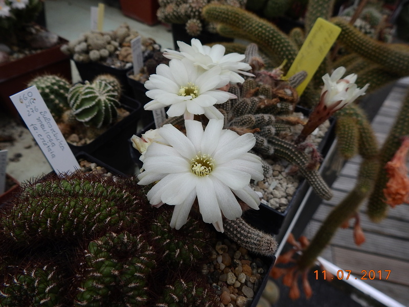 Cacti and Sukkulent in Köln, every day new flowers in the greenhouse Part 181 Bild_708