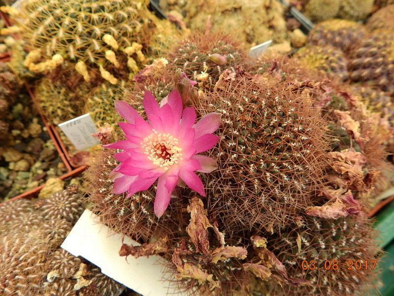 Cacti and Sukkulent in Köln, every day new flowers in the greenhouse Part 181 Bild_732