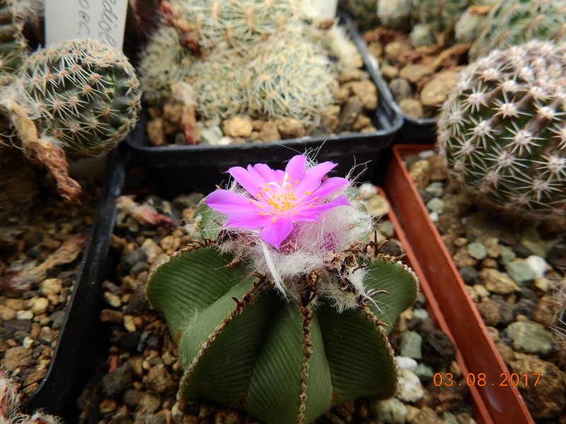 Cacti and Sukkulent in Köln, every day new flowers in the greenhouse Part 181 Bild_737