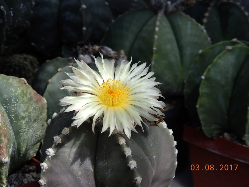 Cacti and Sukkulent in Köln, every day new flowers in the greenhouse Part 181 Bild_748