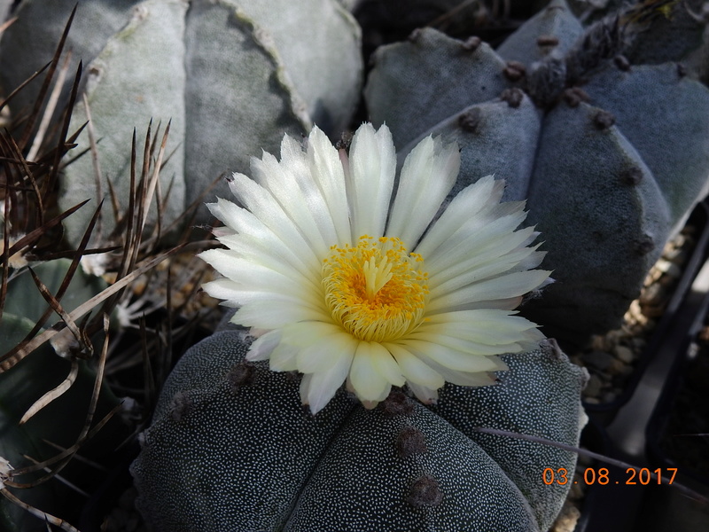 Cacti and Sukkulent in Köln, every day new flowers in the greenhouse Part 181 Bild_753