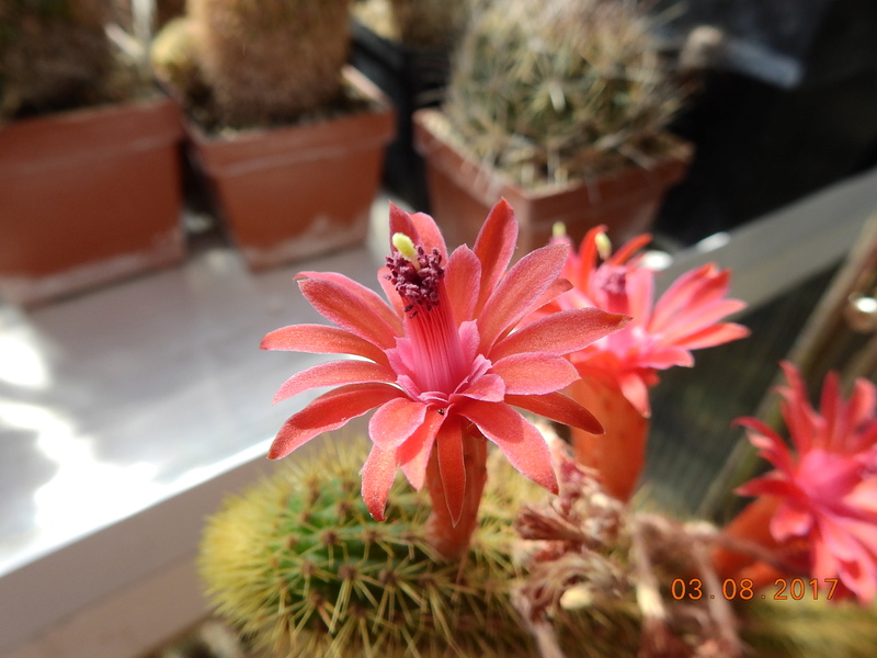 Cacti and Sukkulent in Köln, every day new flowers in the greenhouse Part 182 Bild_757